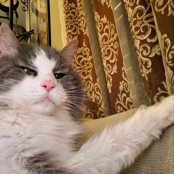 Meet your Posher, Mel. Let's Make a Deal! - Picture 1 of 1